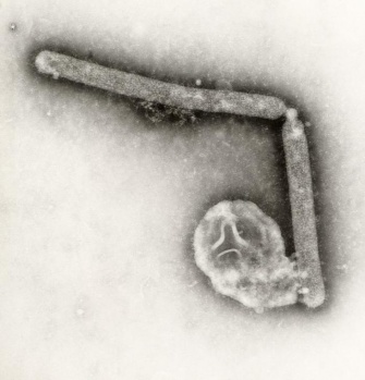 A/H5N1 vīruss 108 000 reizes palielināts