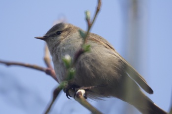 Attēlā čuņčiņš. Fotogrāfs- Otars Opermanis