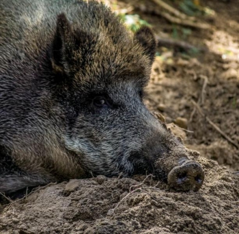 Fotoizstāde "Meža cūka – īsta cūka!"