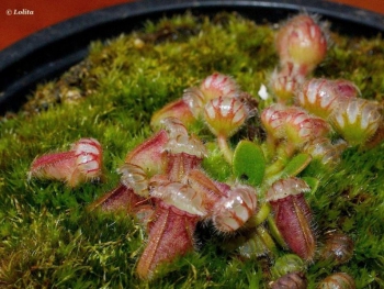 "Cephalotus follicularis"