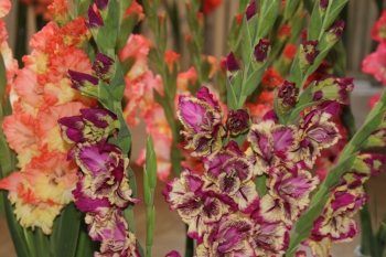 "Gladiolas 2015" 