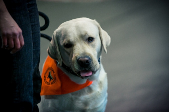 Labradors retrīvers